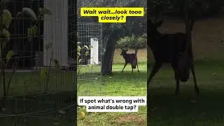 what's wrong there with animal? #animal #animalshorts #wild #wildshorts #uk #usa #animalQ&A