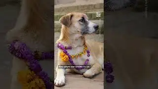 How Nepal Honors Dogs During the Tihar Festival
