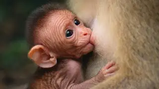 Sweet Moment 🥰 Baby Monkey Breastfeeding Then Falling Asleep