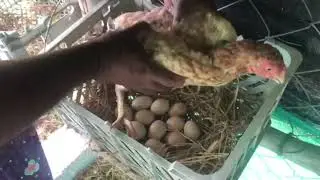 GTPN TRADERS | GTPN FARM | 🐥 Natural Way Of Chicken Hatching &ndash; Second Video 🐥