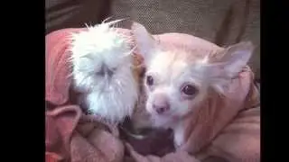 Penny Chicken & Roo - Two-legged Dog & Chicken Best Friends