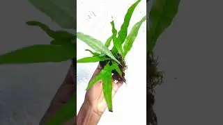 Java fern #aquaticplants#aquatic#javafern#fern#underwater#plants#aquascape#plantedtank#aquarium