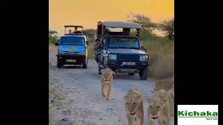 Raw Lion Moments at Lake Nakuru National Park | African Safari Vibes