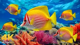 Amazing 4K Ocean Adventure 🐳 Graceful Sea Animals in a Calm & Beautiful Aquarium World