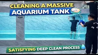 Cleaning a Massive Aquarium Tank  | Satisfying Deep Clean Process