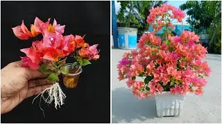 Learn how to grow bougainvillea at home | 100% Success tips