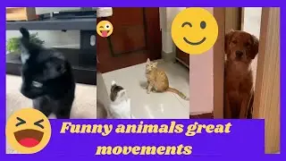 Great funny animals, Funny animals Hub, funny animals reaction 😆😄🤣,  funny videos, funny 😄😆🤣😂 act