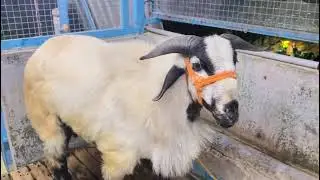 SRM SHEEP FARM #2026#BAKRID#SHEEP#GOAT#SALE#பக்ரீத் #2026#குர்பானி#ஆடு 