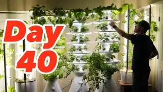 Growing Bare Root Strawberries Indoor - Day 40 - Gardyn vs Lettuce Grow Farmstand - Basement Garden