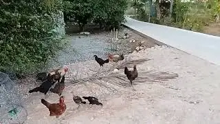 ไก่เหลือหน่อยแล้วซุ้มในชุมขัดผ่านแล้ว