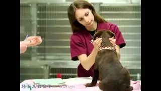 Briarcrest Veterinary Clinic - Regular Check Ups - Bryan TX 77802