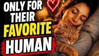 5 вещей, которые кошки делают ТОЛЬКО для человека, которого любят.