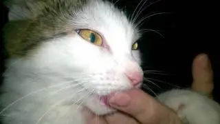 gatto(Lillian) che ciuccia