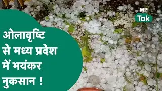 MP Weather News: Madhya Pradesh में झमाझम बारिश के बाद ओलावृष्टि से पूरे प्रदेश में भयंकर नुकसान !