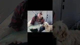 Rosie loves ice fishing! Cute dog kisses walleye goodbye. #shorts #youtubeshorts #funny