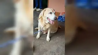 Scary Dog🦮 || dog barking sounds angry🐕&zwj;🦺 || Labrador Retriever dog🦮 #dog #labrador #pets #cute #pet