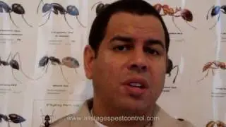 Eliminating Bed Bug in The House : Bedbug Exterminator in NJ - Open Weekend.