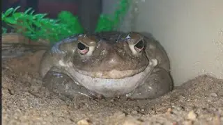 Don't lick the poison toad, National Park Service warns