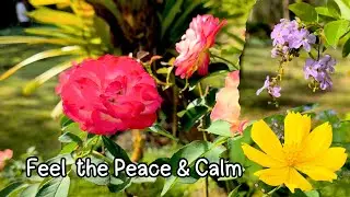 🌸You’ll Feel Peace in This Flower & Birdsong Video