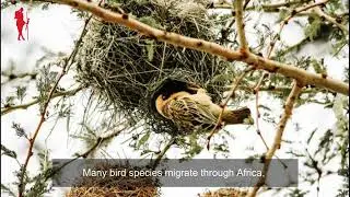 Bird watching in Kenya