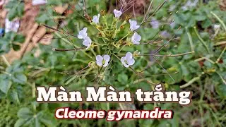 M&agrave;n M&agrave;n Trắng (Cleome gynandra): Loại RAU DẠI vừa l&agrave; THUỐC QU&Yacute;, bạn c&oacute; biết?