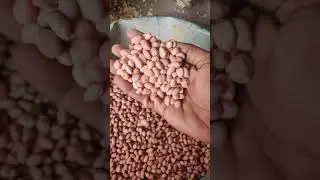 Java 60/70 Export Quality Groundnut | Groundnut Mill in Tamilnadu | Temple Mart