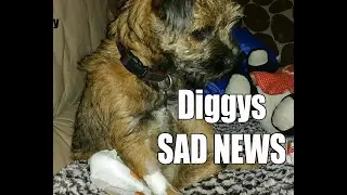 Digger Dawn & Twig the Dig - Diggys our Border terrier has Sad News