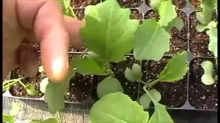 Hardening off plants -  problems with weed fabric - another path project