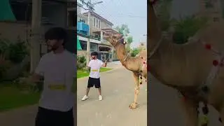 ali hyderabadiVIRALS VIDEOS ALI KHAN NEW VIRALS VIDEOS ALI HYDRABADI  TIKTOKERS VIRASL ALI HYDRABADI