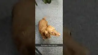 Smol pupper does a woo woo