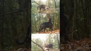 Big concern for the big cats of similipal national park