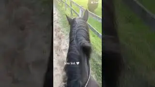 I wanted to record this moment because it felt magical #Horse