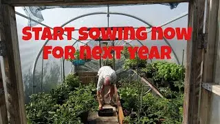 White rot prevention results | Start Sowing now for next year | Allotments For Fun and Food