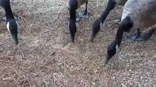 Feeding Canada geese
