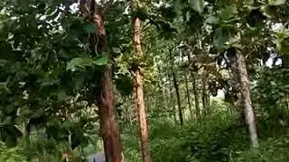 Teak forest