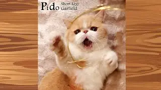 ✨【 Pido cat 】Catch the whirlwind of blessing. Cat at Thanksgiving's game.