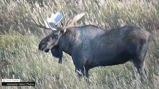 Monster Bull Moose With a Dagger Tine Coming Off His Palm #moose