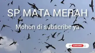 suara walet terbaik sp mata merah