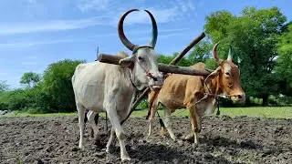Country Bullock ploughing| pattikonda seema bulls
