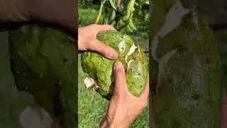 The Most Sweetest Fruit In The World 😍