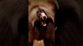 O Verdadeiro primata ! #gorilas #macacos #chimpanz&eacute; #animais