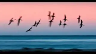 ideasman - In the Pale Peach Light of the Dawn So Long Ago