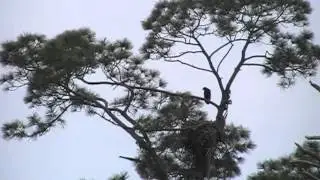 SW Florida Eagles - Ground Vid 'E2 Branches To The Attic' 11.20 AM, 3-19-2013