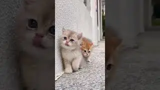 #igcutest_animals #funnyanimals #iloveanimals #instaanimals #animalsmood #animals_in_world #animals