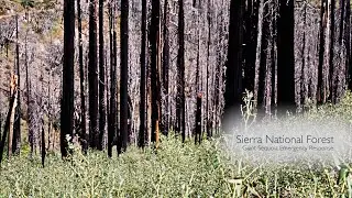 Giant Sequoia Emergency Response on Sierra National Forest