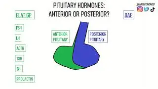 62 SECONDS on REMEMBERING the PITUITARY HORMONES (Easy to remember mneumonics!)