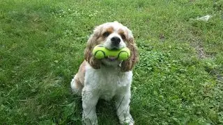 2 Year Old Cocker Spaniel 