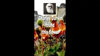 Charles Darwin found this flower | Darwin's Slipper plant a mountain unique flower