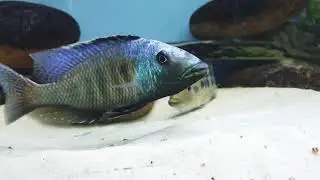 Fossorochromis rostratus
