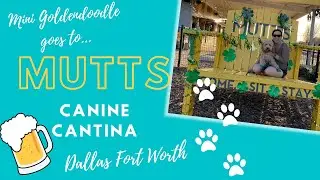 Dog park with Beer?! Mini Goldendoodle goes to Mutts Canine Cantina in DFW Dallas Fort Worth!